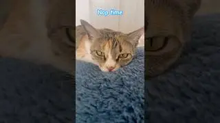 Cat nap #cat #catslife #catsleeping #catlovers #cats #night #catnap #ytcat #sleep #goodnight #cute