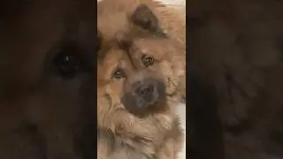 SALMON AT 3AM&hellip; punk Dog thinks it&rsquo;s for him #funny #food #dog #doglover #explore #viral #comedy