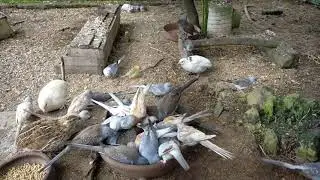 DIAMOND DOVE IN COLONY