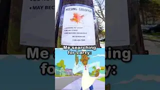 Missing goldfish