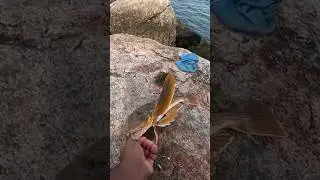 Sea Robin for the First Time.#fishing #searobin #fish