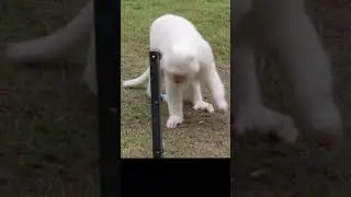 My first time seen a white monkey