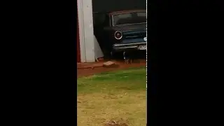 Chihuahua and Manx  playing