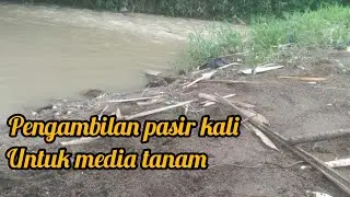 pengambilan pasir kali untuk media tanam