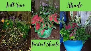 🌴  3 Types of Container Plants for Shade, Partial Shade and Full Sun  ⛅🌞