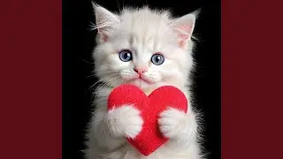 Meow, meow, I love you - Lovely Cat