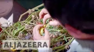 🇳🇵 earthrise - Nepal's plant clinics - earthrise