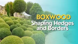 The Elegance of Boxwood: Shaping Hedges and Borders