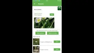 PlantSnap identifies a Prairie Fleabane (Erigeron annuus)