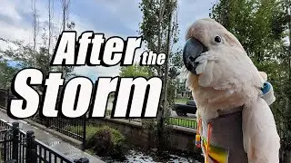 Vocal Max Inspects Hail and Sees a Zoom Boom After the Storm
