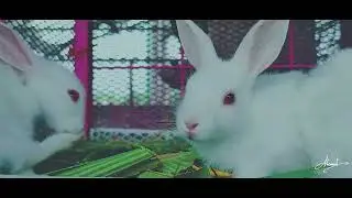 খরগোশ || Rabbit || Eating Food