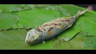 Fish Festival 2019 | Tavade Hotel, Khanapur
