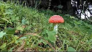 432hz Magical Mushroom - Calm Sleep Study Relax Meditate White Noise Nature Focus Chill Sounds