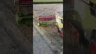 Rapsernte  2023 mit einen CLAAS Lexion7700