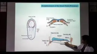 Heart Field Development