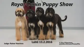 Puppy Show Lahti 2016 • Afghan Hounds