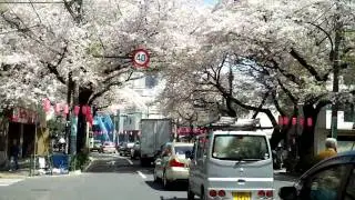 Tokyo Sakura Bicycle Ride