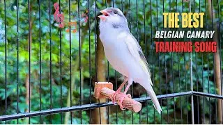 Spanish Timbrado Canary Singing Make Your Canary Never Stop Singing