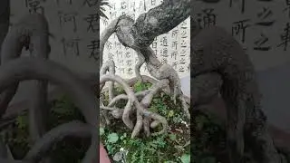 三十功年功力根与土，昆明罗汉松根艺凸显！！