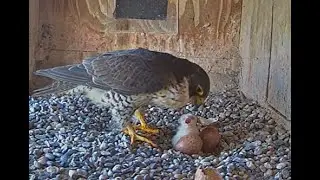 FalconCam 2025 11 05 Gimbir meets hatchling