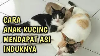 Cara Anak Kucing Mendapat ASI Induknya // How Kittens Get Their Mother's Milk