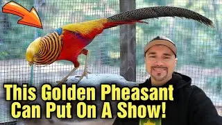 A Golden Pheasant that steals the spotlight amongst the other birds