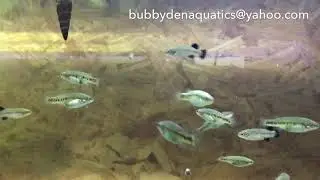 Characodon Audax Frozen Brine Shrimp Feeding Frenzy!