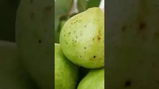 Secrets to Giant Guavas: Pruning Techniques You Need to Try #agrifuture #farming