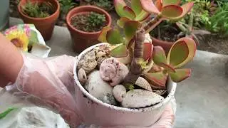 Potting succulent  and decorate with seashells / AlinaHome