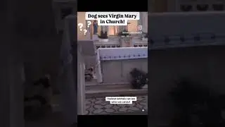 Dog sees the Virgin Mary in Church.