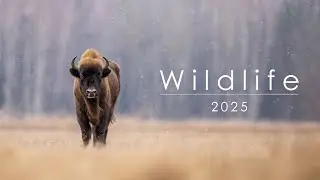 Wildlife 2025 | fotografia przyrody