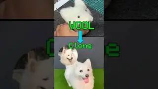 Bring Snow Back Home In 30 Days. Wool Felt Pet Replica #howto #pets #shorts