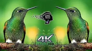 4K Relaxing beautiful and colorful Hummingbirds - Amazing nostalgic ambient music For Stress Relief