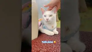 Kucing putih mata belang pintar ❤️ #kucing #kucinglucu #kucingimut #cat #catlovers #shorts #cutecat