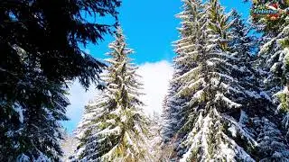 In Harmony with Pure Nature: Contemplation for Consciousness and the Soul FHD 24/7
