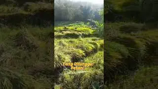Yang ditunggu Petani #panen #padi #sawah #petani #shorts
