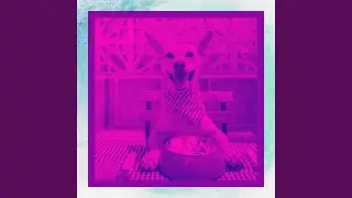 Wicked Backdrops for Puppy in Summer