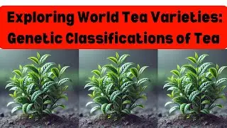 🌏 Exploring World Tea Varieties: Genetic Classifications of Tea 🍵and New China tea Variety | #Tea
