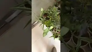 Plant distribution