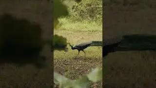 peacock hunting