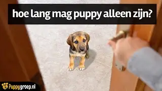 Hoe lang mag je een puppy alleen laten? 🐕🐾🐶