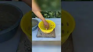 These are excellent results from cement and plastic basket #how #cementpot  #shortvideo