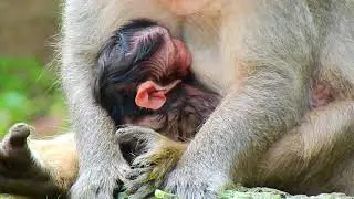 Update now !Welcome for newborn baby Just give birth ! Newborn Baby of Jade very bigger than of age