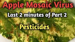 Apple Mosaic Virus: last 2 minutes of part 2 video