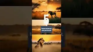 Serengeti Lions: The REAL Lion King Drama 🦁🤯#lion #serengeti #wildlife #animalfacts #nature