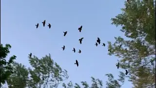 I Saw A Flock Of Birds Flying Above The Trees@ Datch Perfume