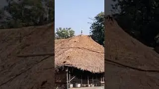 12 January 2026# white crane bird sitting straw houses 🏘️#plsesubscribe# Hair  comb