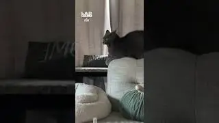 I can't tell if my cats enjoying this or not... 🤣 (🎥: Collab)