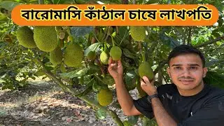 Jackfruit Farming Business || বারোমাসি কাঁঠাল চাষ #jackfruit 