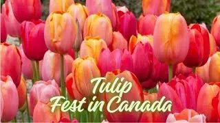Tulip Festival Canada 2025 | Canadian Tulip Festival  | Spring in Canada